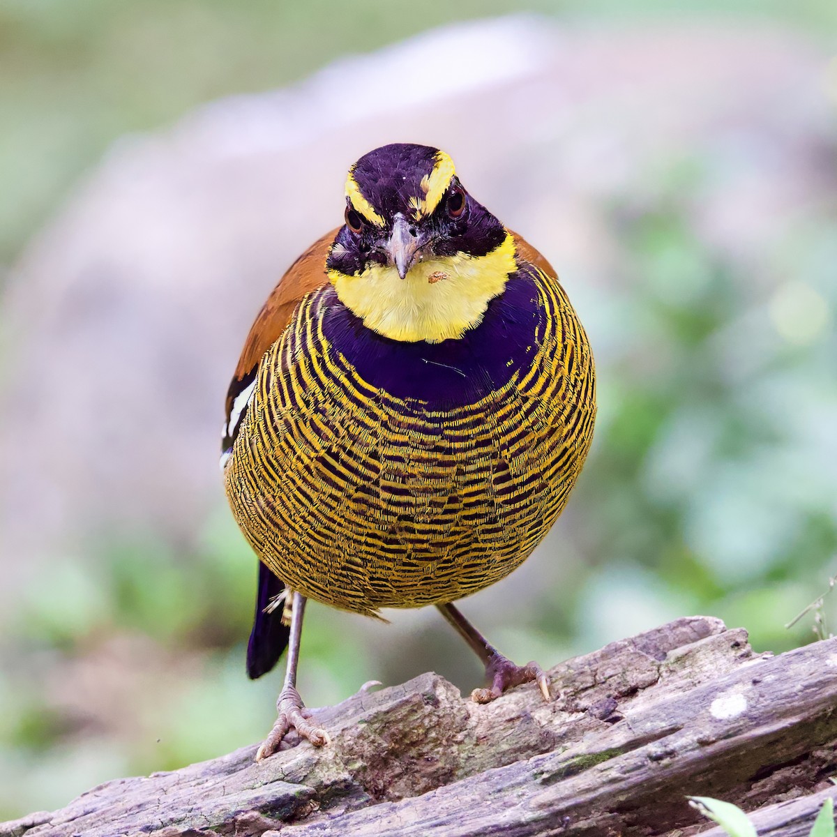 Javan Banded-Pitta - ML646335514