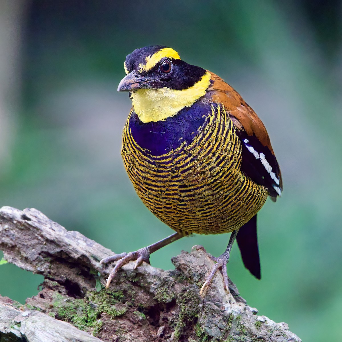 Javan Banded-Pitta - ML646335515