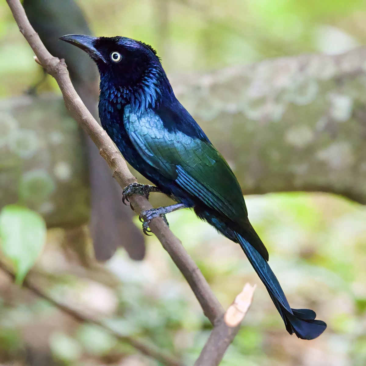 Hair-crested Drongo (Javan) - ML646335520