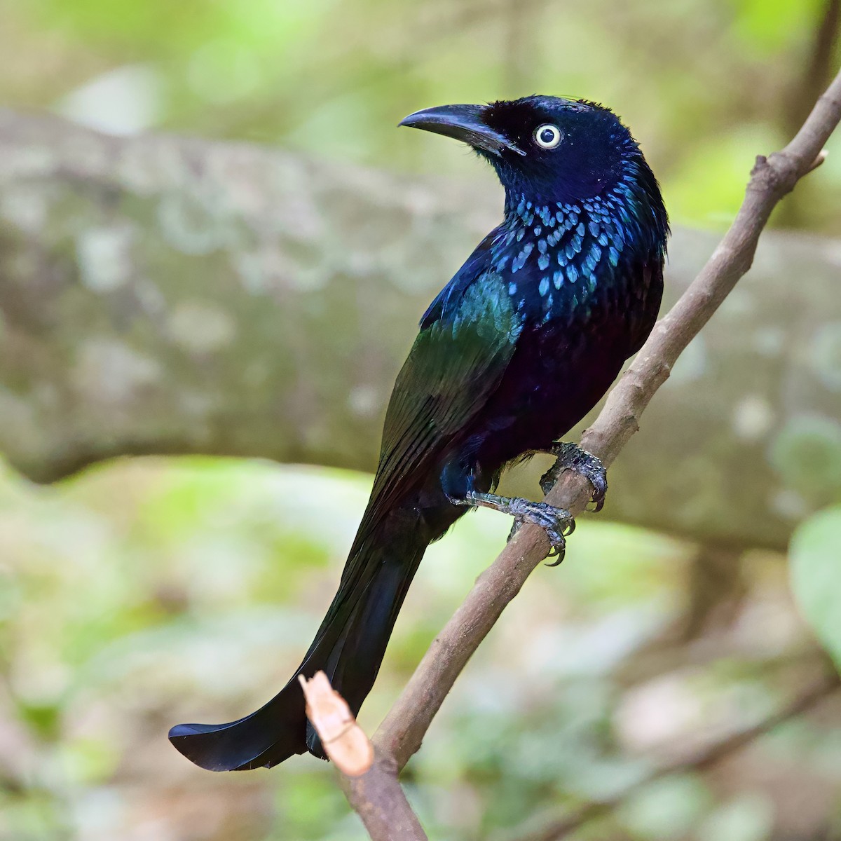 Hair-crested Drongo (Javan) - ML646335523