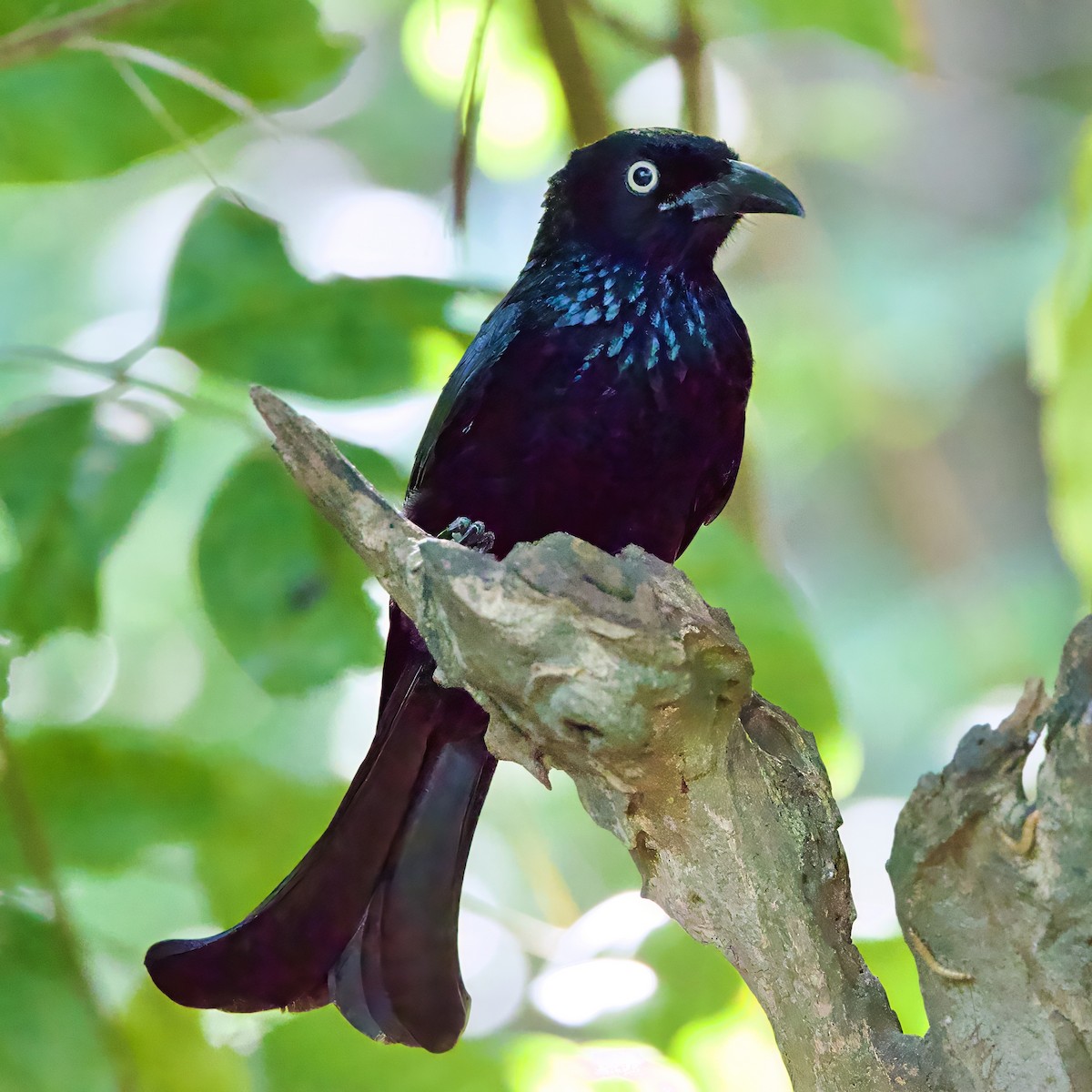 Hair-crested Drongo (Javan) - ML646335524