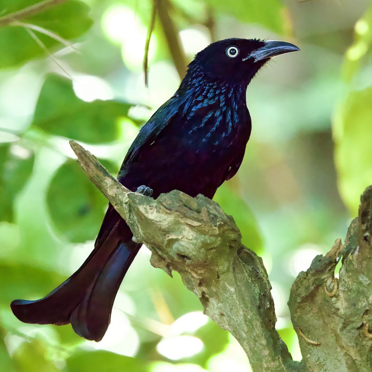 Hair-crested Drongo (Javan) - ML646335525