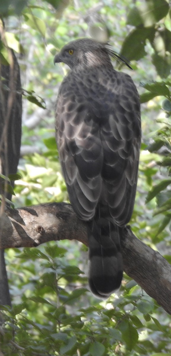 Changeable Hawk-Eagle (Crested) - ML646335526
