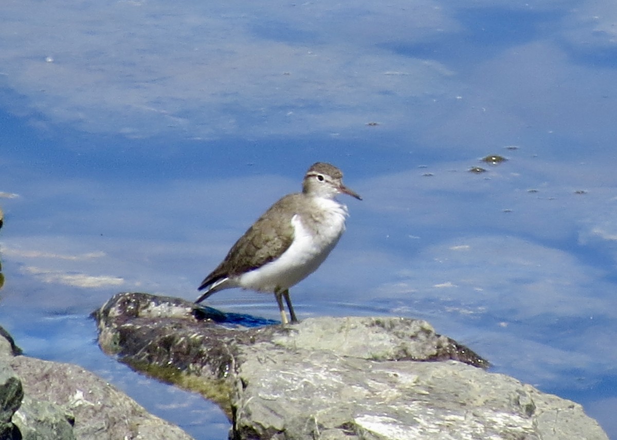 Spotted Sandpiper - ML646335531