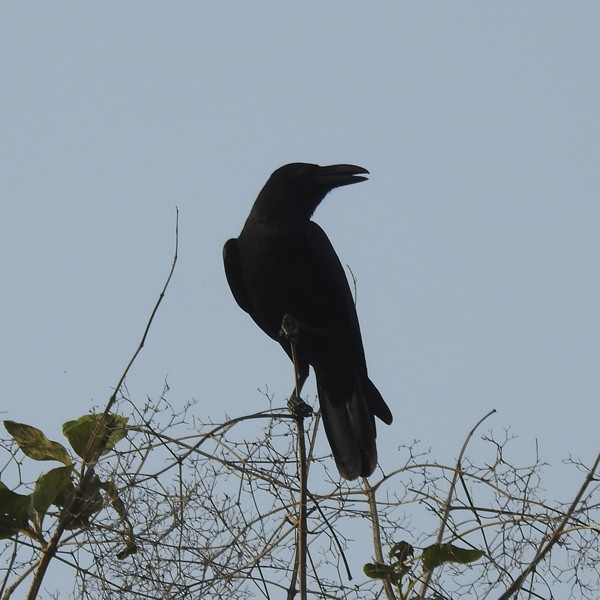 巨嘴鴉 - ML646335536