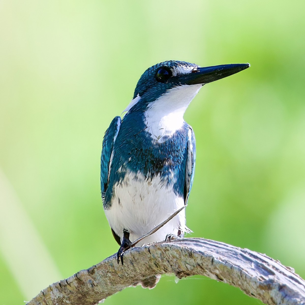 Small Blue Kingfisher - ML646335547