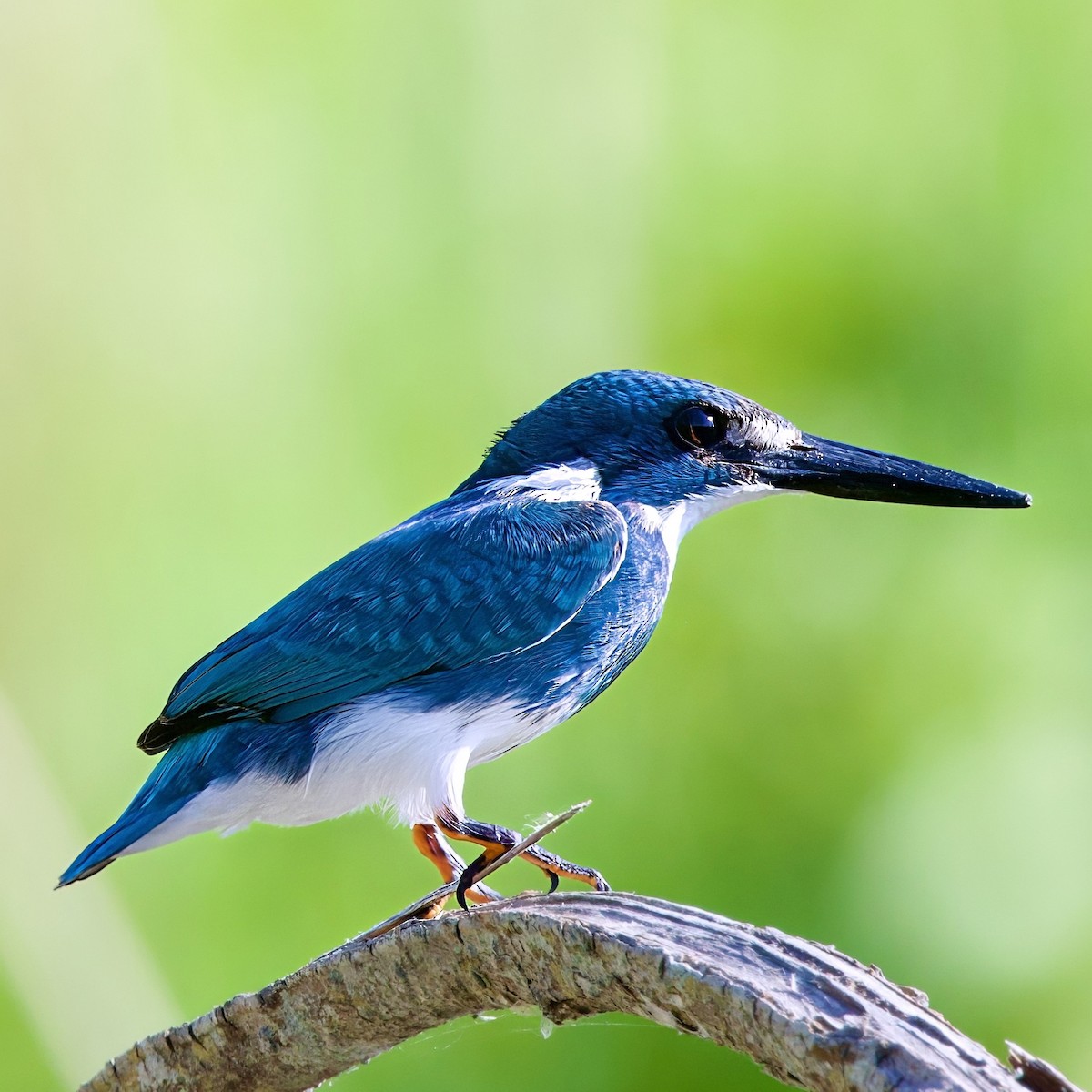Small Blue Kingfisher - ML646335548