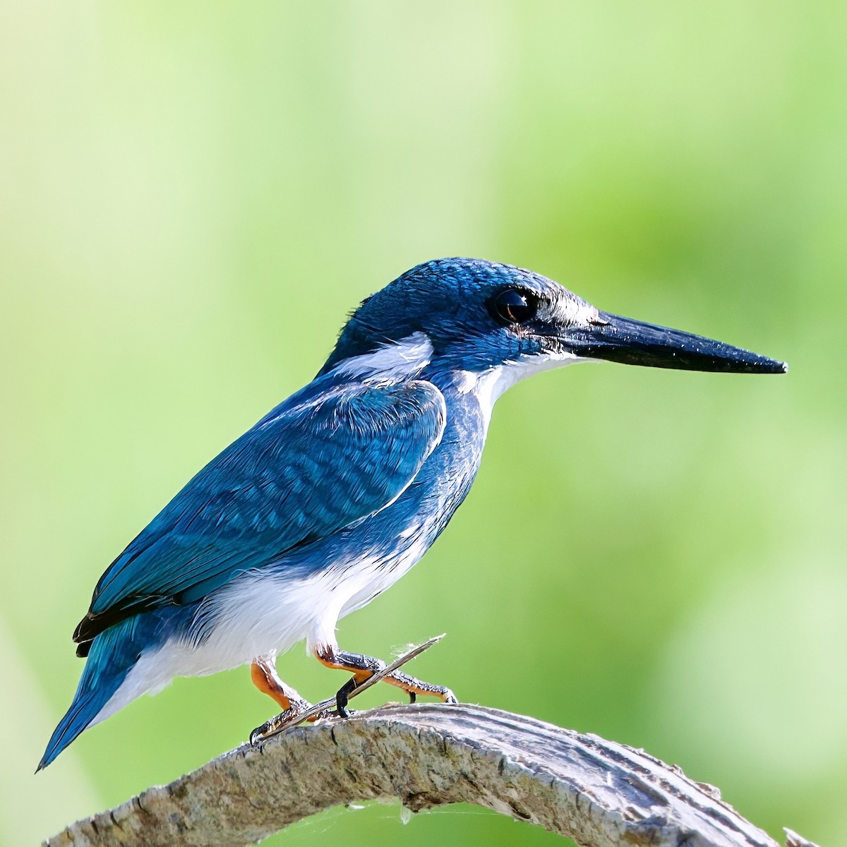 Small Blue Kingfisher - ML646335549