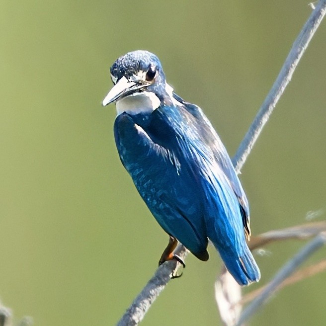 Small Blue Kingfisher - ML646335550