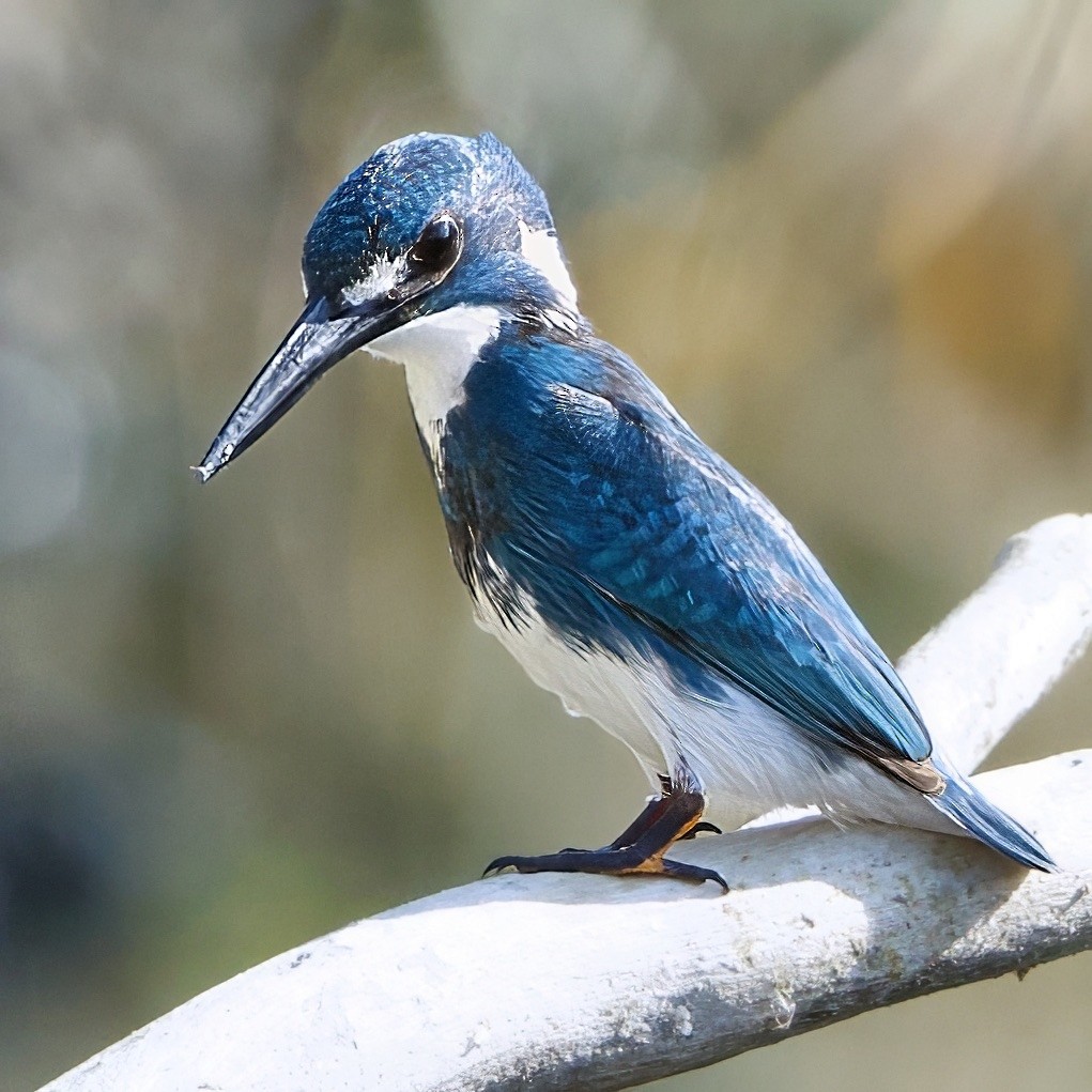 Small Blue Kingfisher - ML646335551