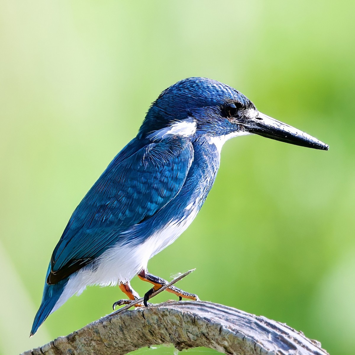 Small Blue Kingfisher - ML646335552