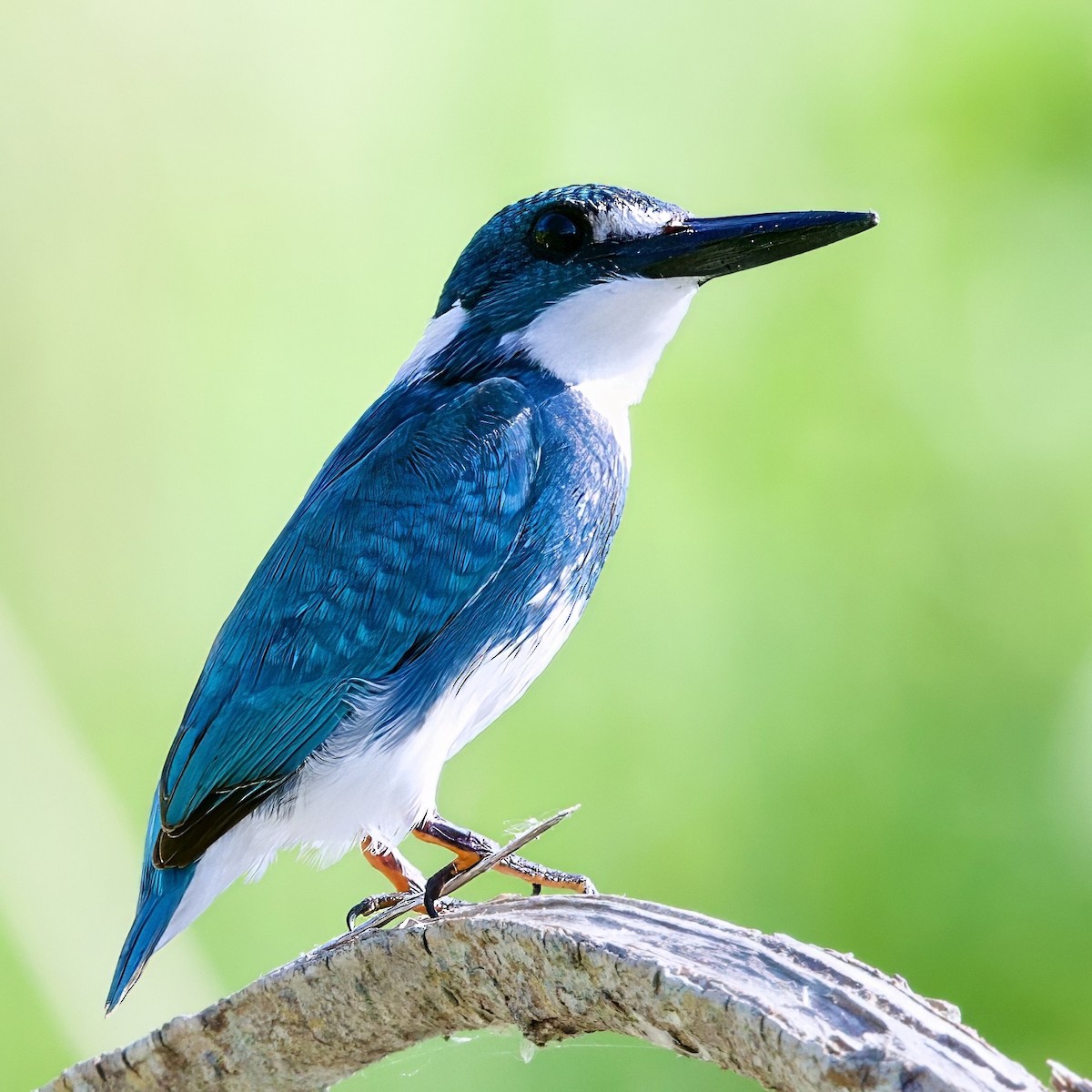 Small Blue Kingfisher - ML646335553