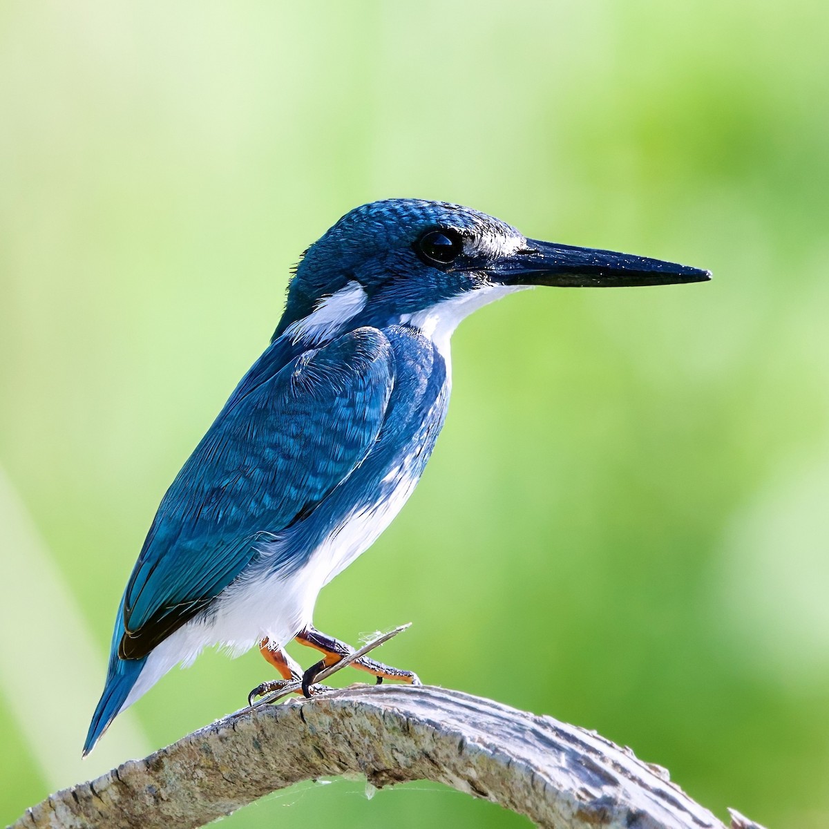 Small Blue Kingfisher - ML646335554