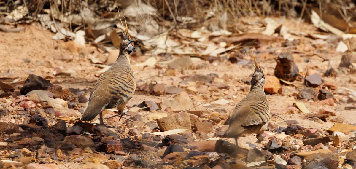 Острохохлый бронзовокрыл - ML646335562
