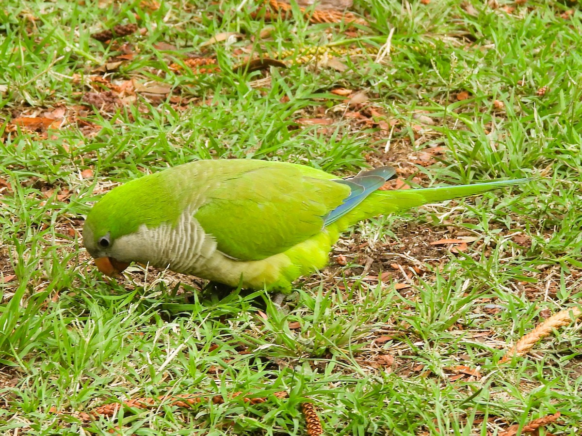 Mönchssittich - ML646335564