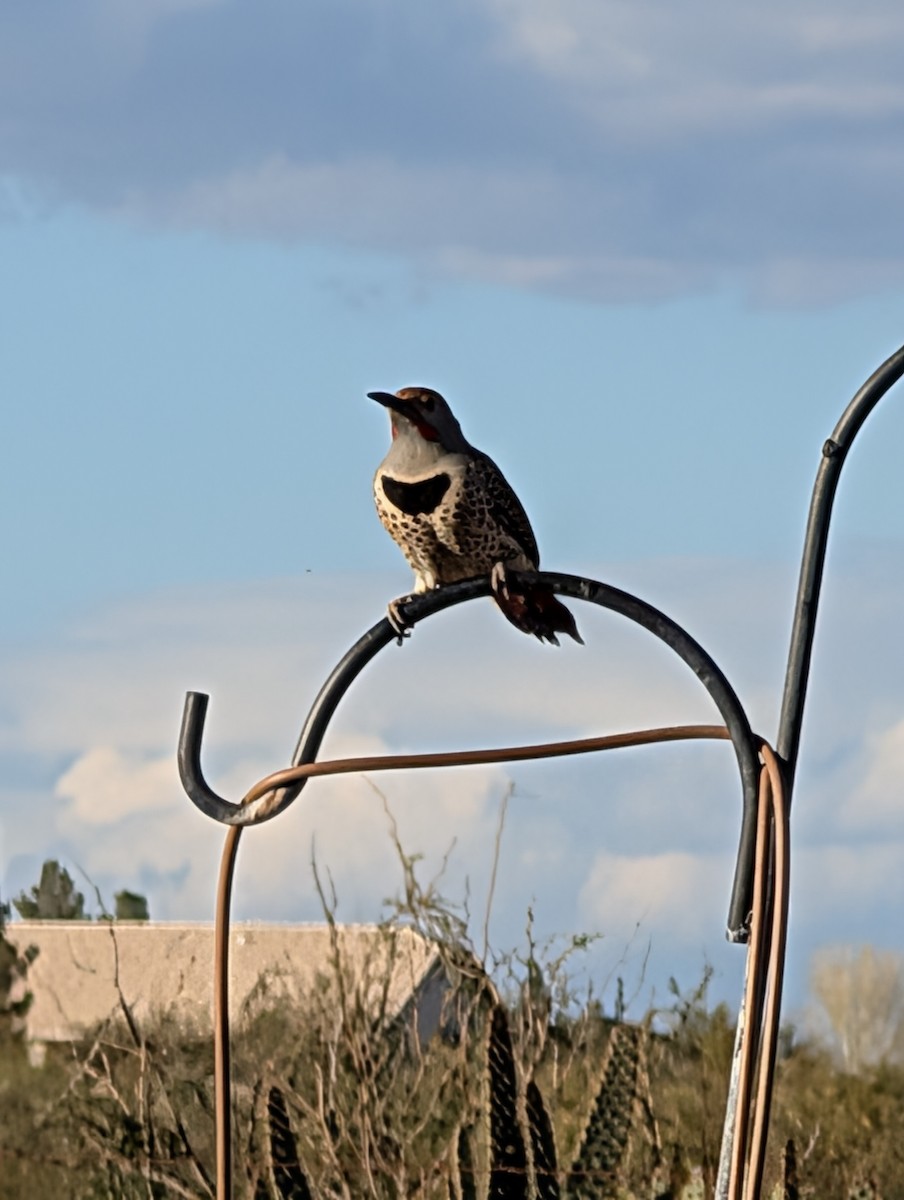 ハシボソキツツキ - ML646335565