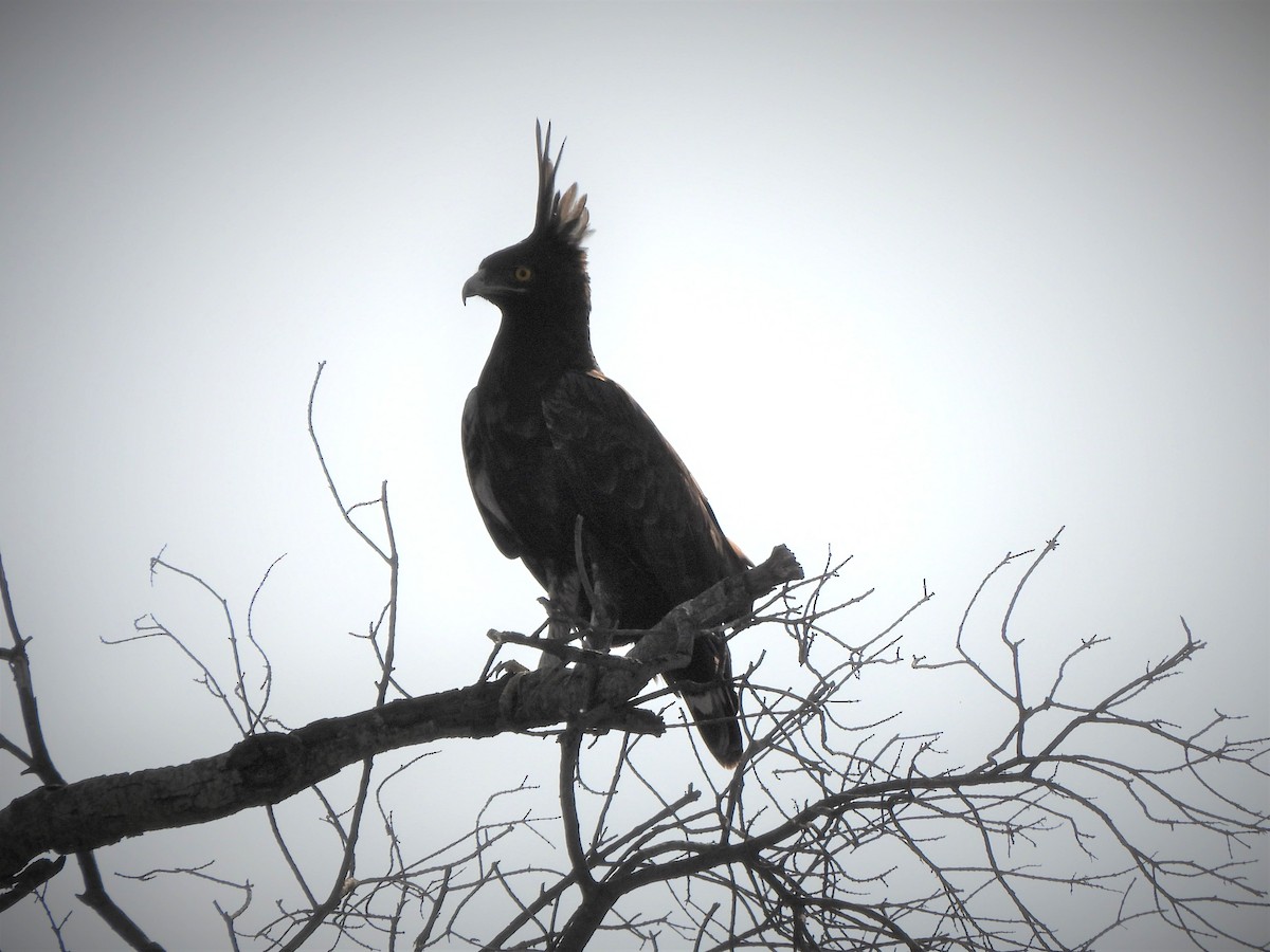 Long-crested Eagle - ML646335574
