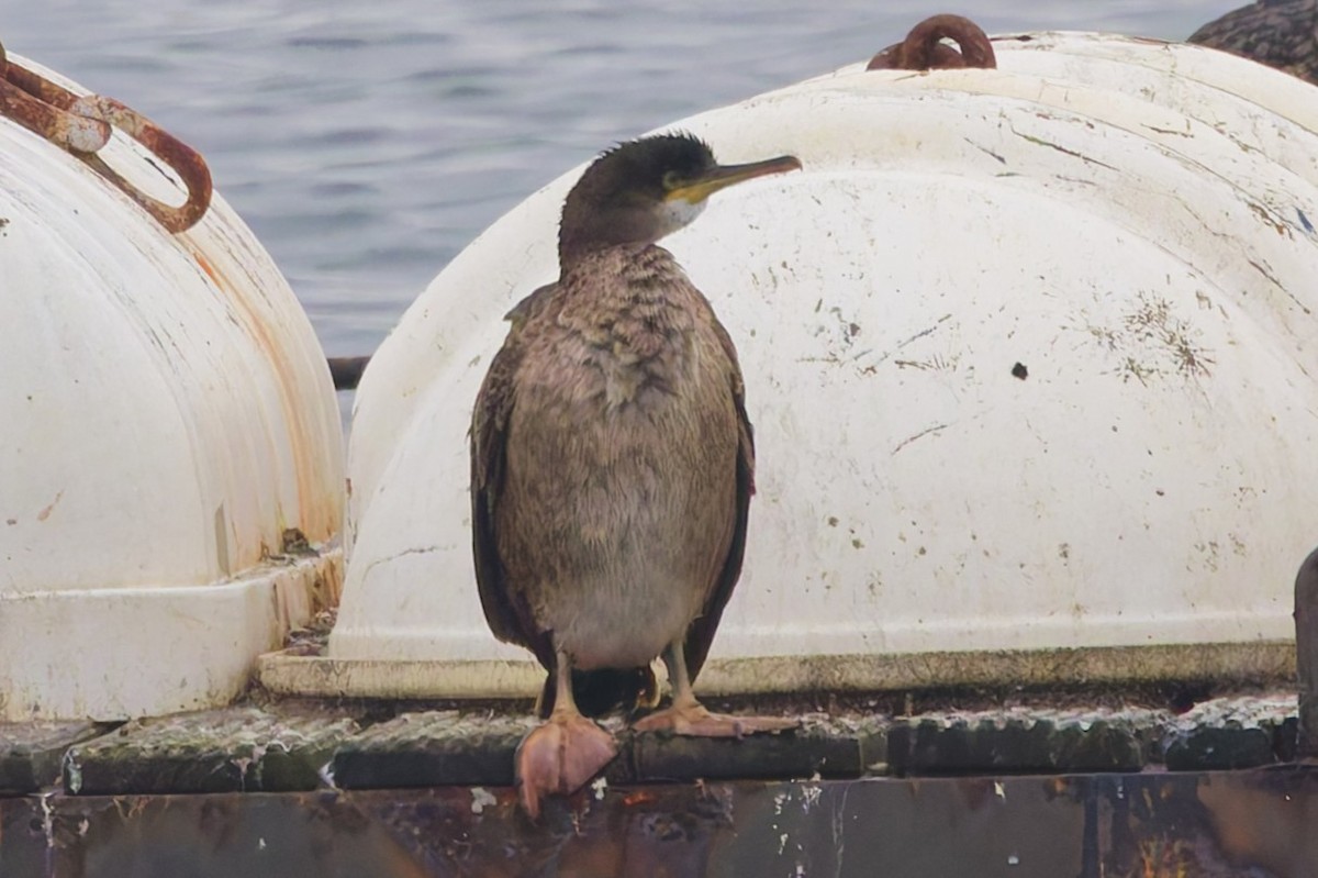 European Shag - ML646335576