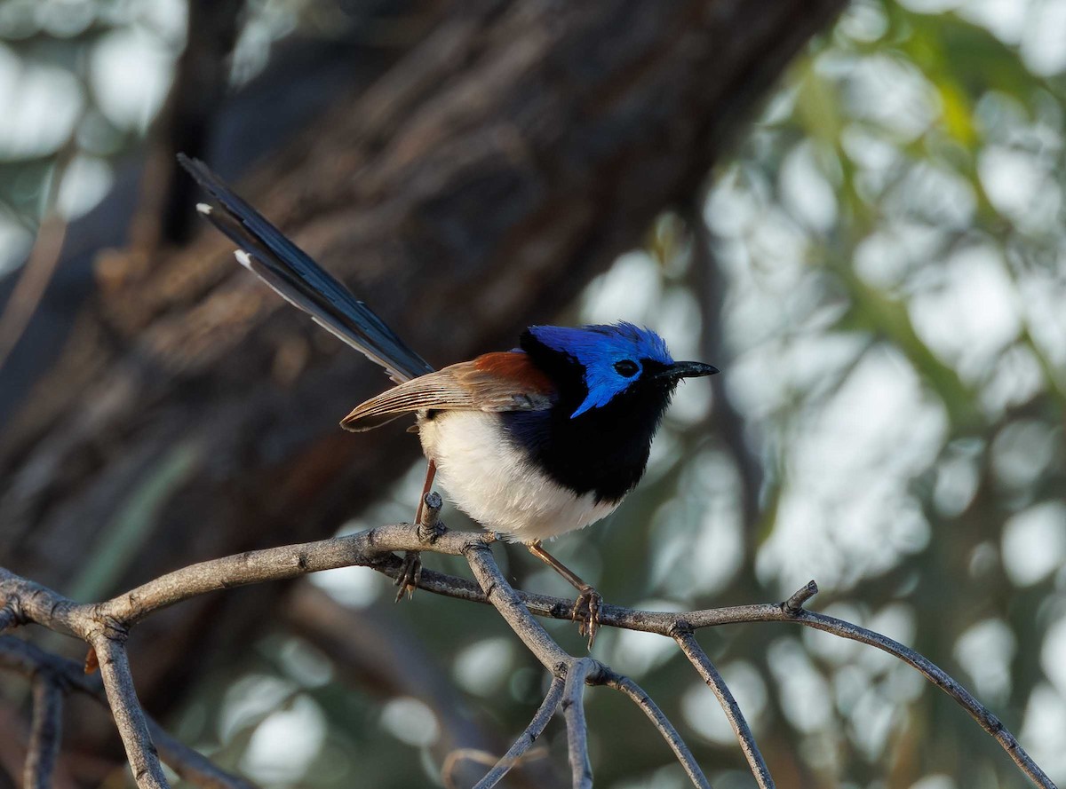 Purple-backed Fairywren (Purple-backed) - ML646335577