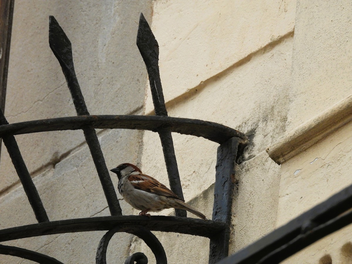 家麻雀 - ML646335579