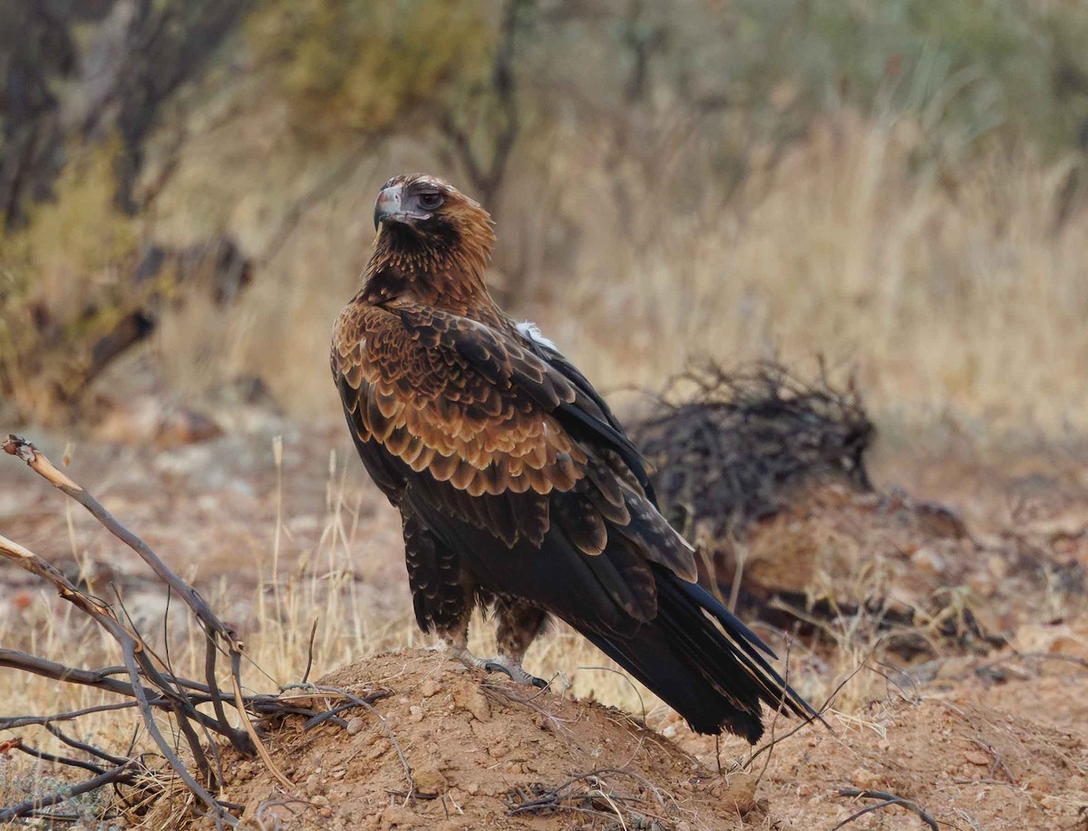 Wedge-tailed Eagle - ML646335580