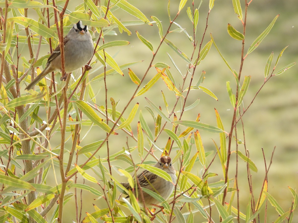 Белобровая овсянка - ML646335581