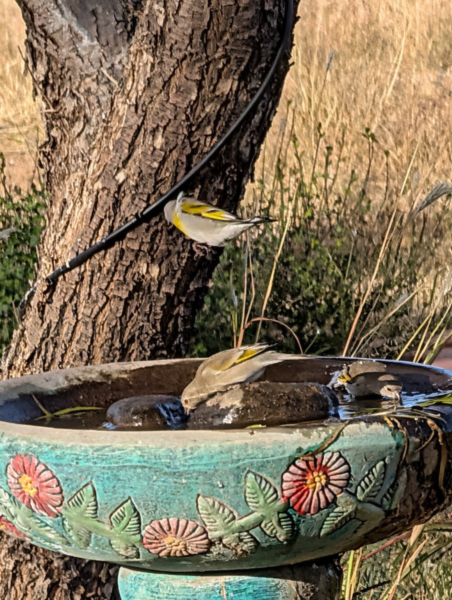 Lawrence's Goldfinch - ML646335582