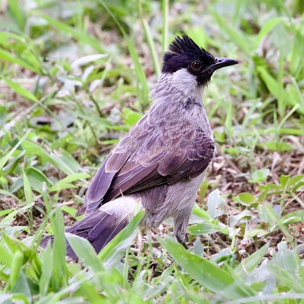 白喉紅臀鵯 - ML646335583