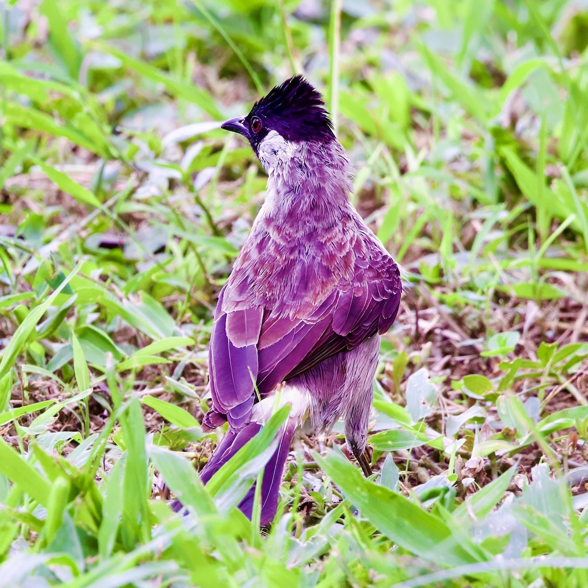 白喉紅臀鵯 - ML646335584