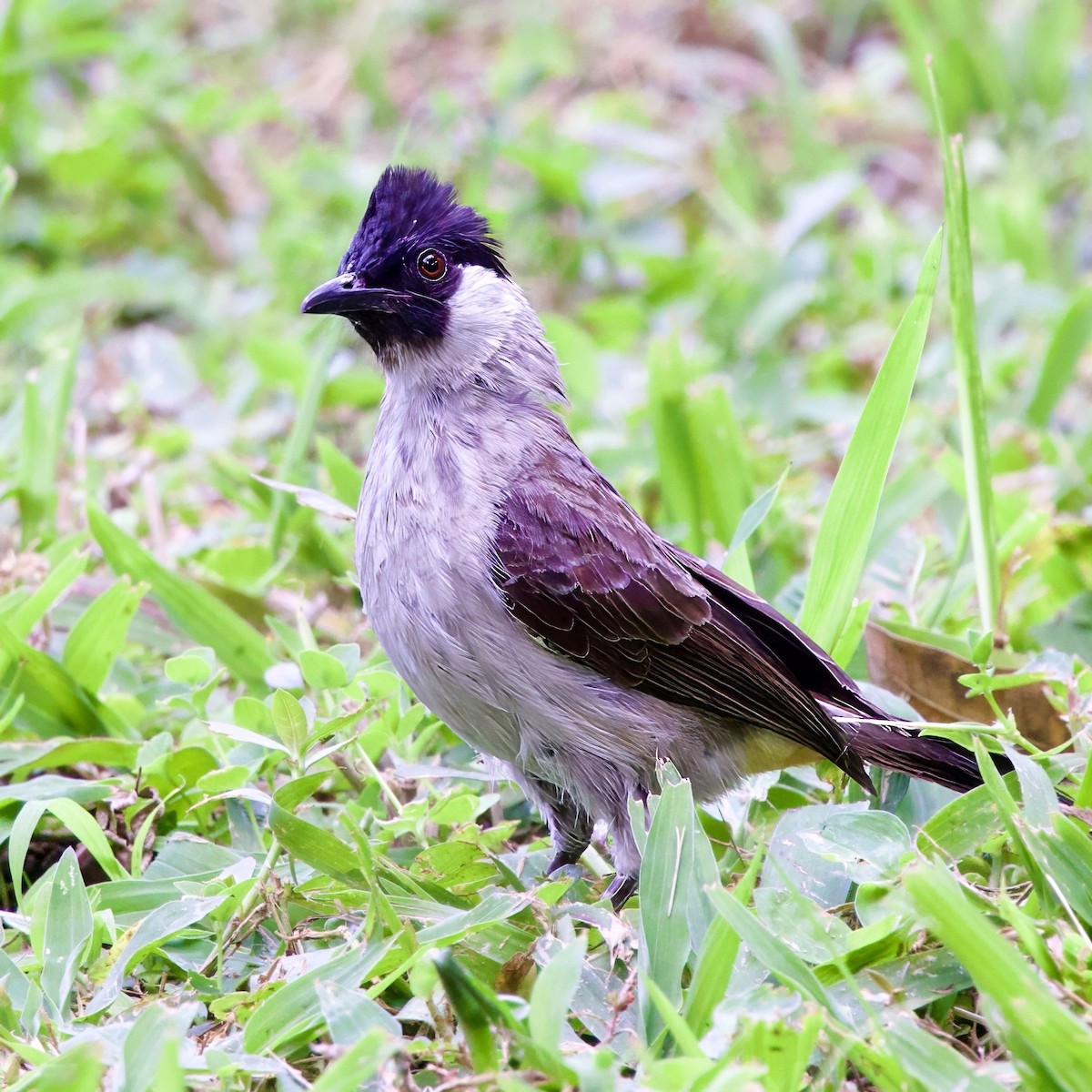 白喉紅臀鵯 - ML646335585