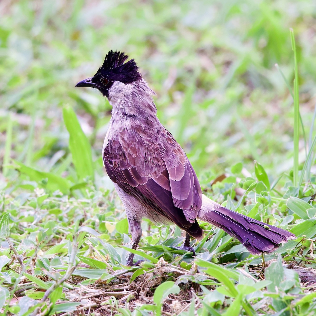 白喉紅臀鵯 - ML646335586