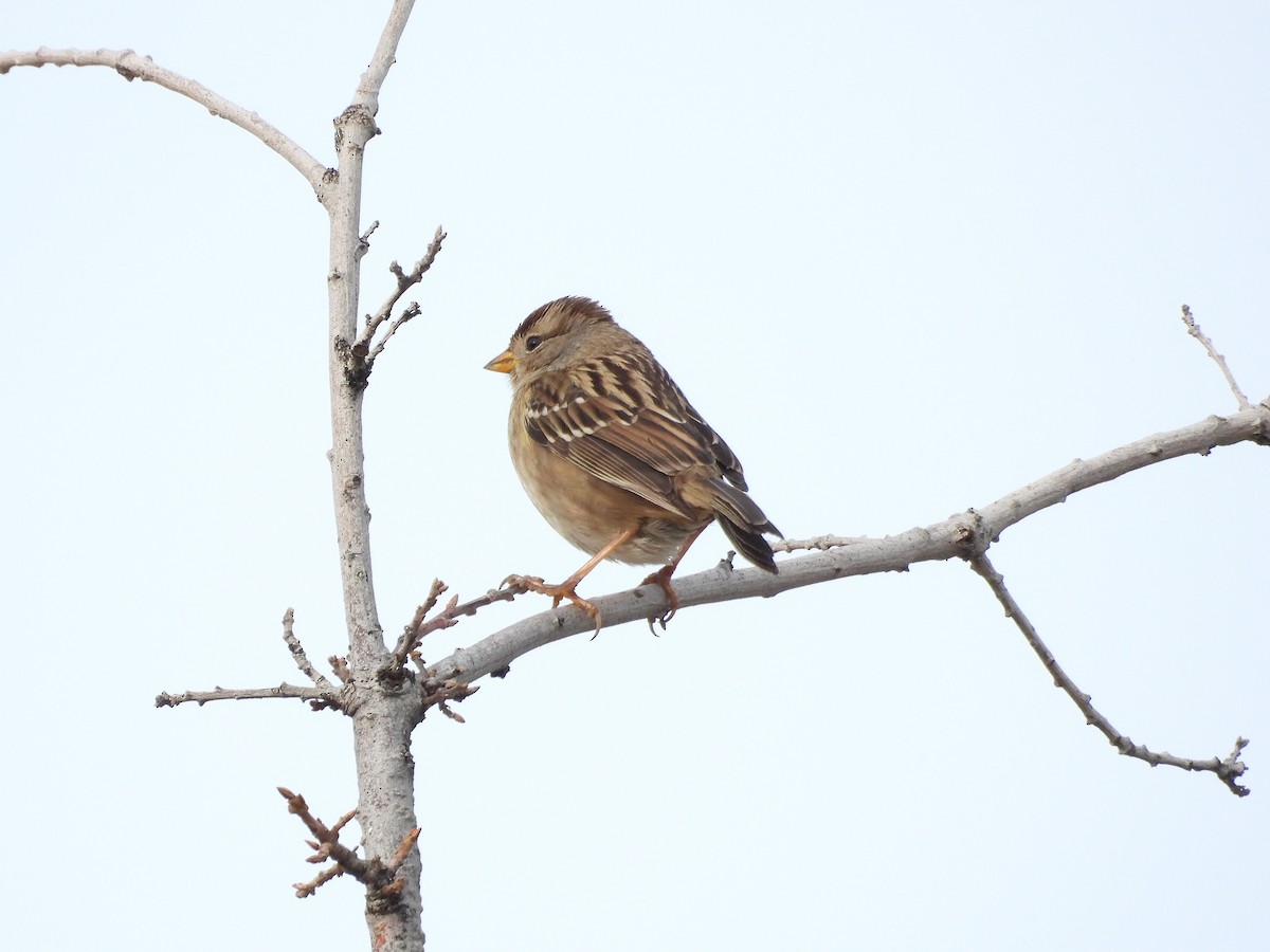 Белобровая овсянка - ML646335587