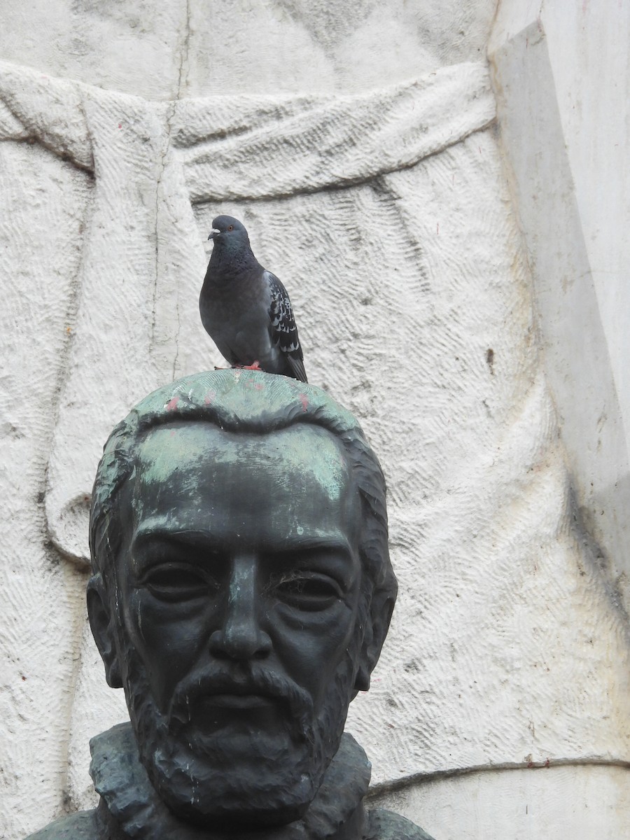 野鴿(野化) - ML646335588