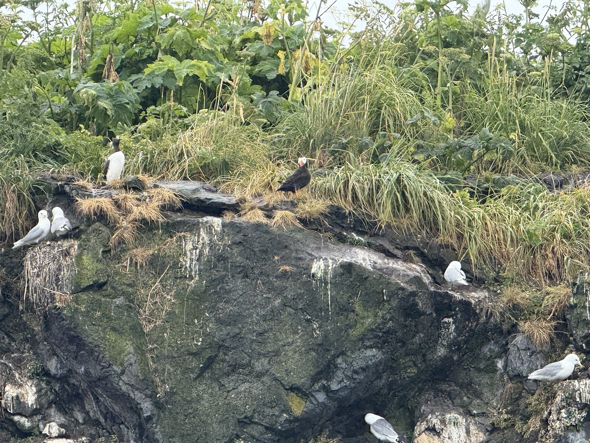 Tufted Puffin - ML646335589