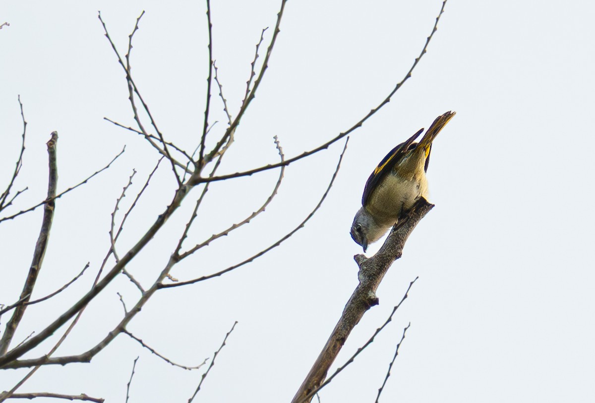 粉紅山椒鳥 - ML646335591