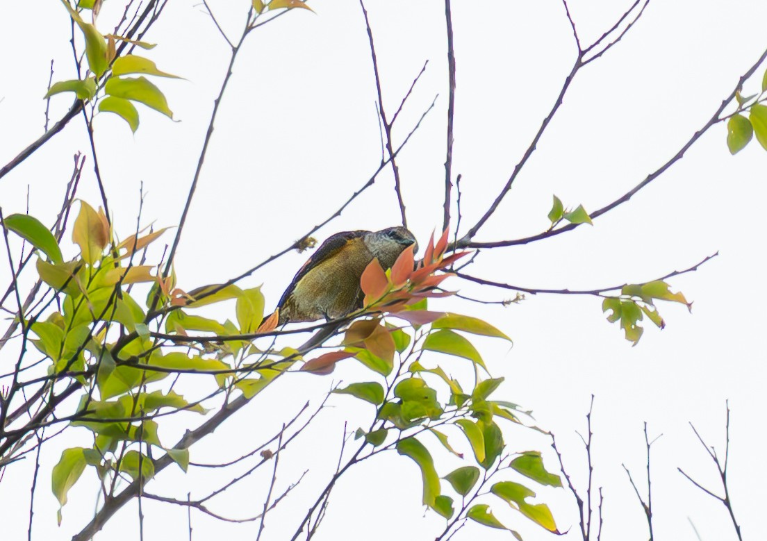 粉紅山椒鳥 - ML646335592