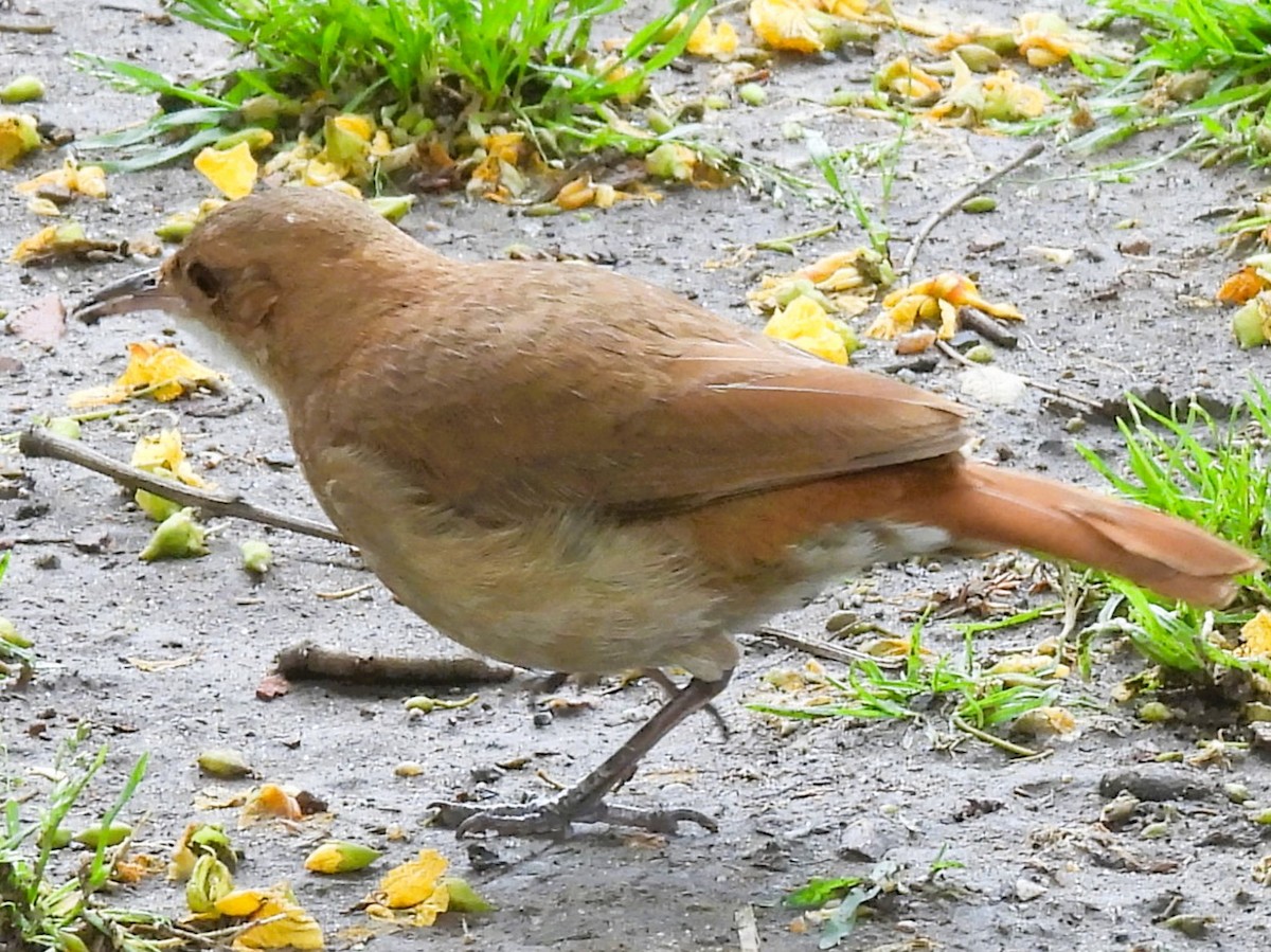 Rufous Hornero - ML646335593