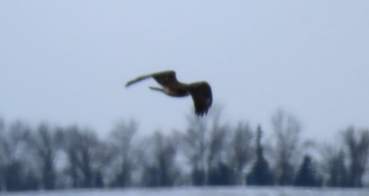 Bald Eagle - ML646335594