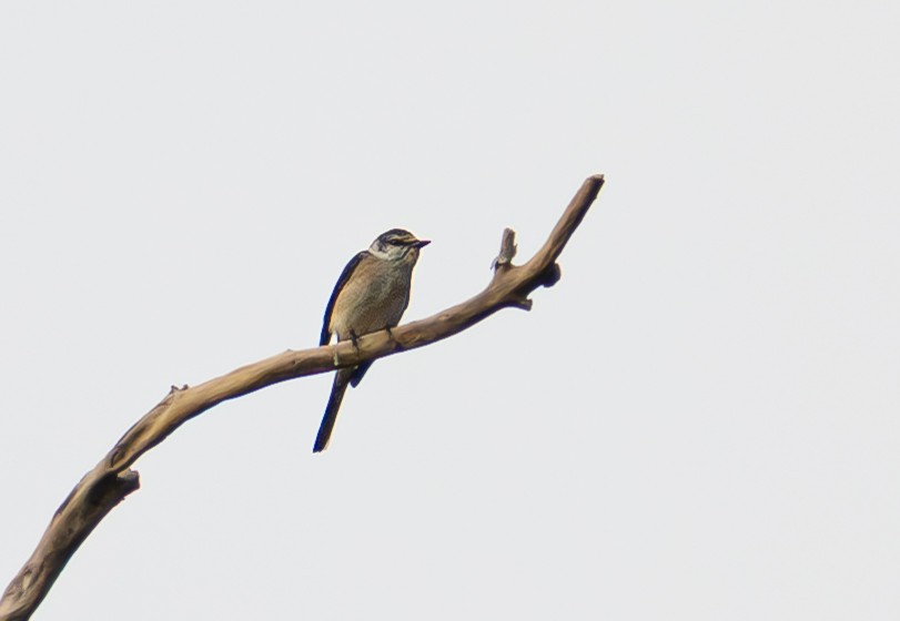 小灰山椒鳥 - ML646335596