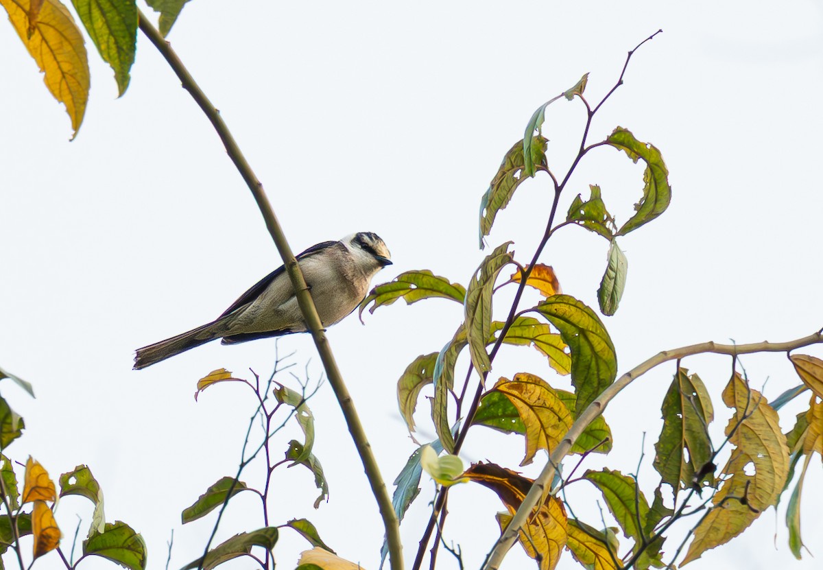 小灰山椒鳥 - ML646335597