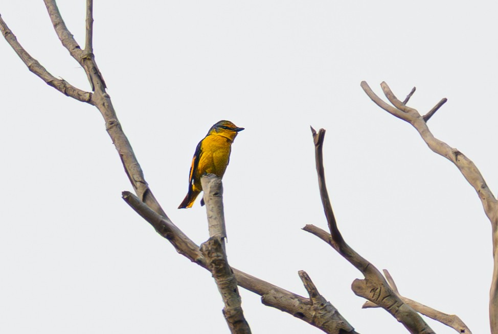 赤紅山椒鳥 - ML646335598