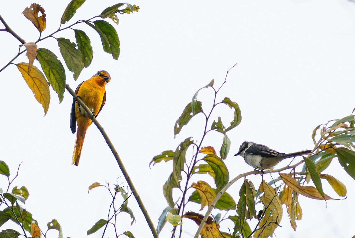 赤紅山椒鳥 - ML646335599