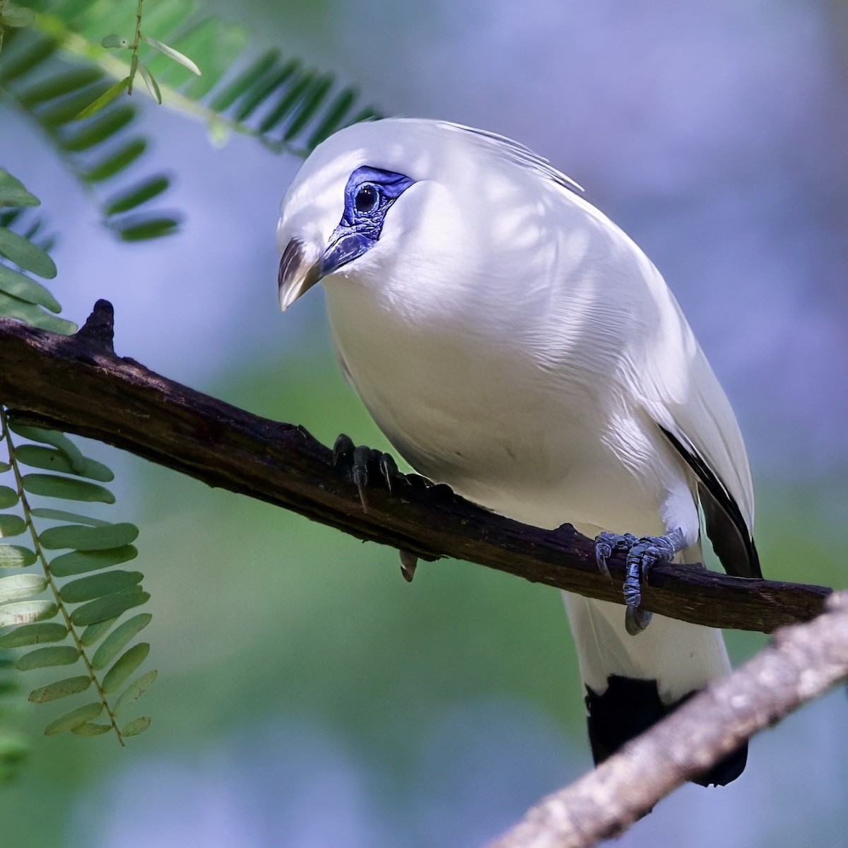 Bali Myna - ML646335600