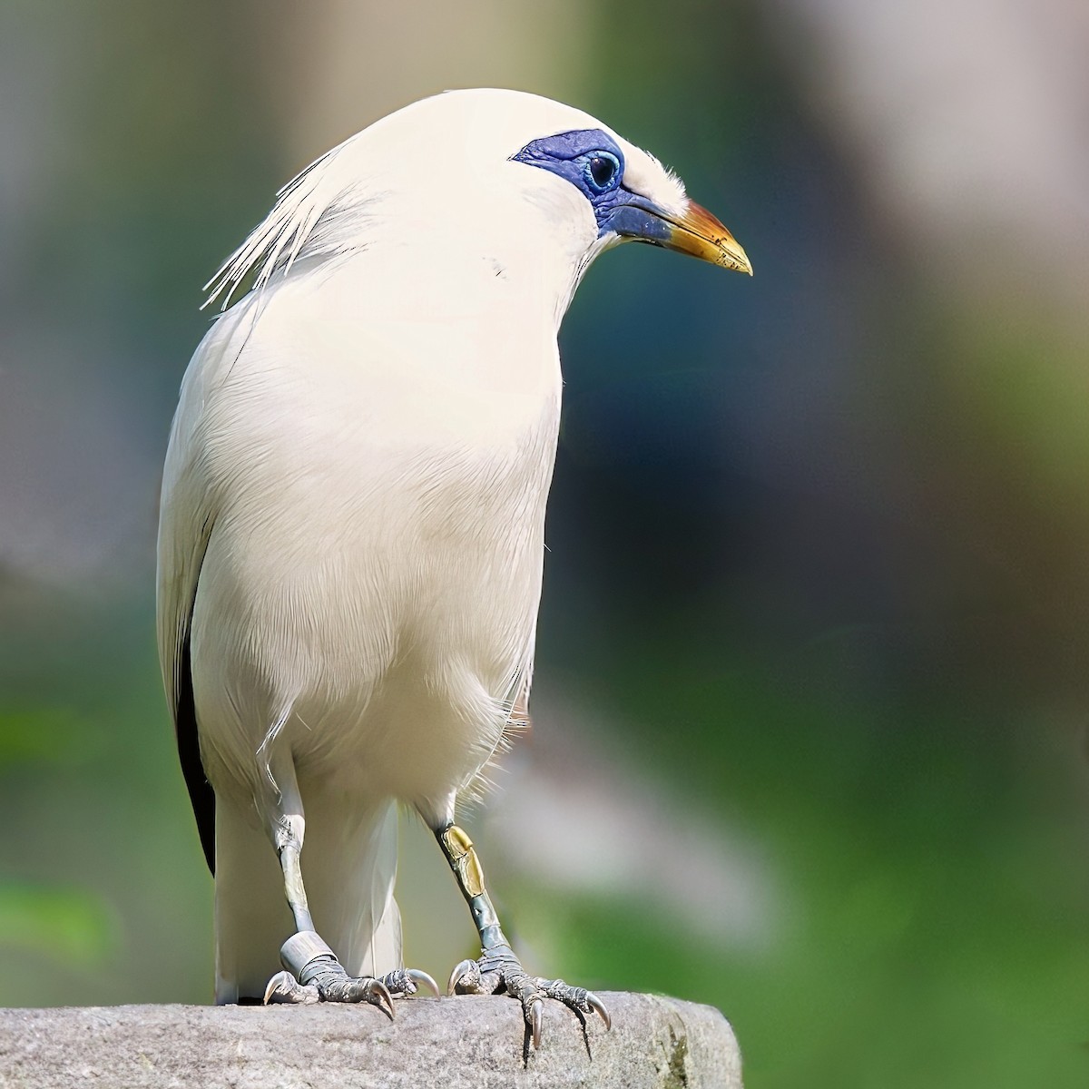 Bali Myna - ML646335601