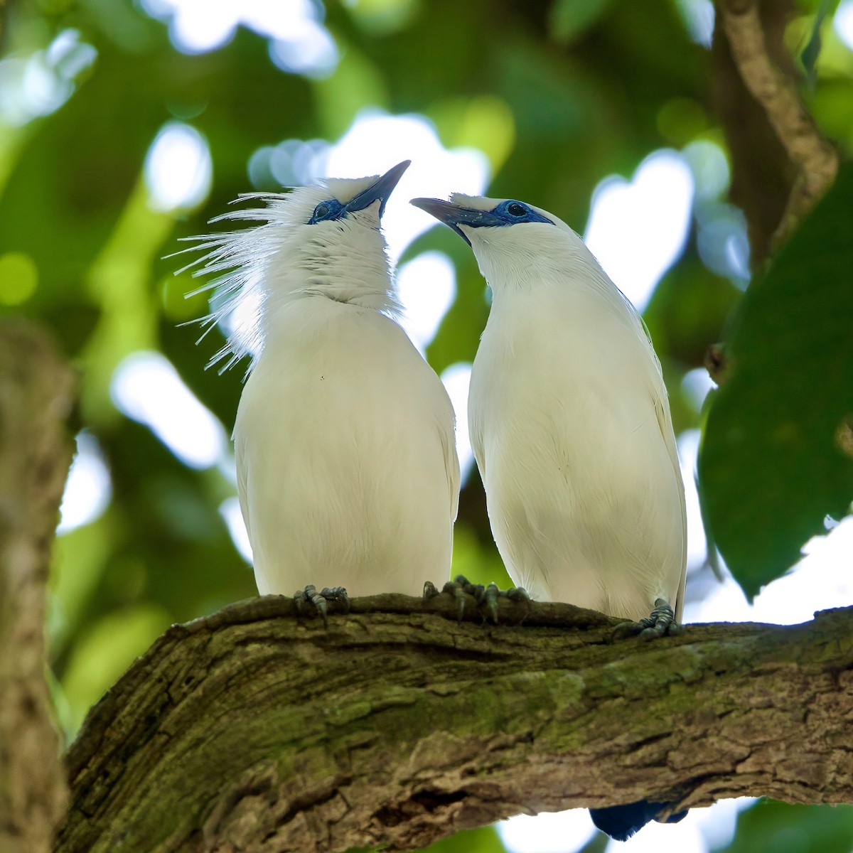 Bali Myna - ML646335602