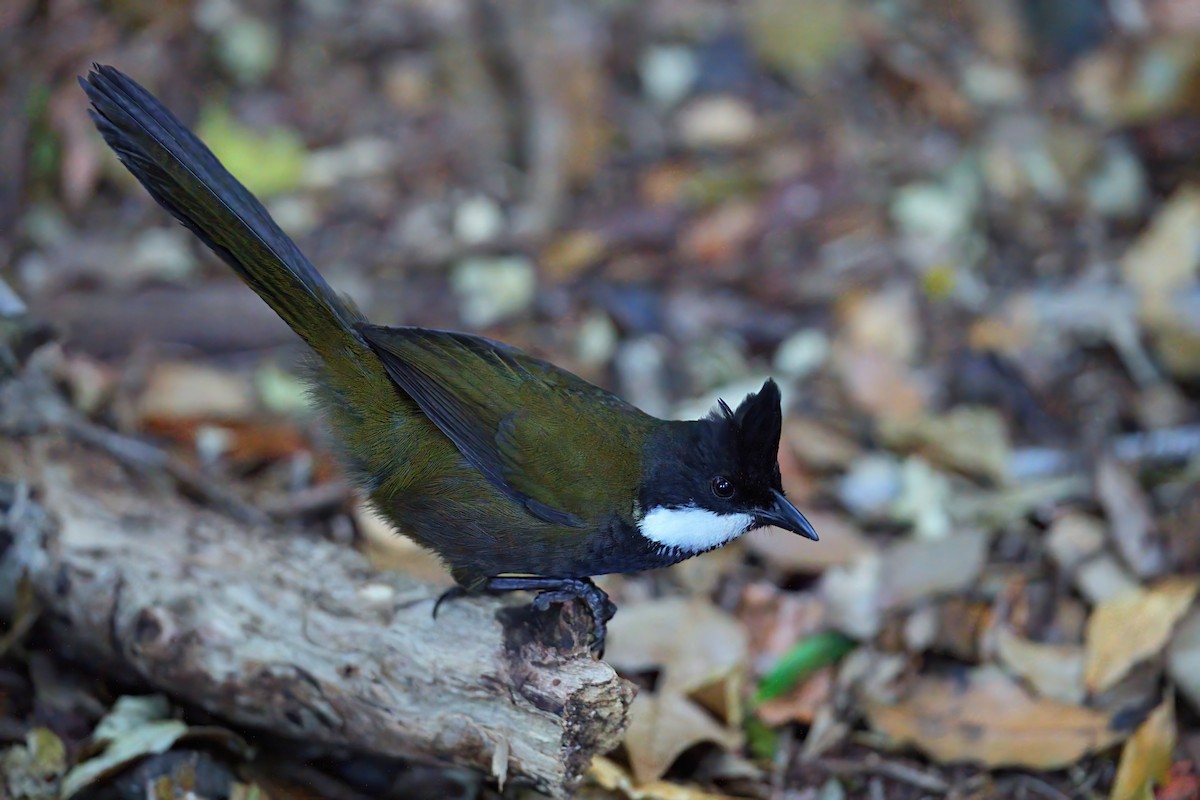 Eastern Whipbird - ML646335604