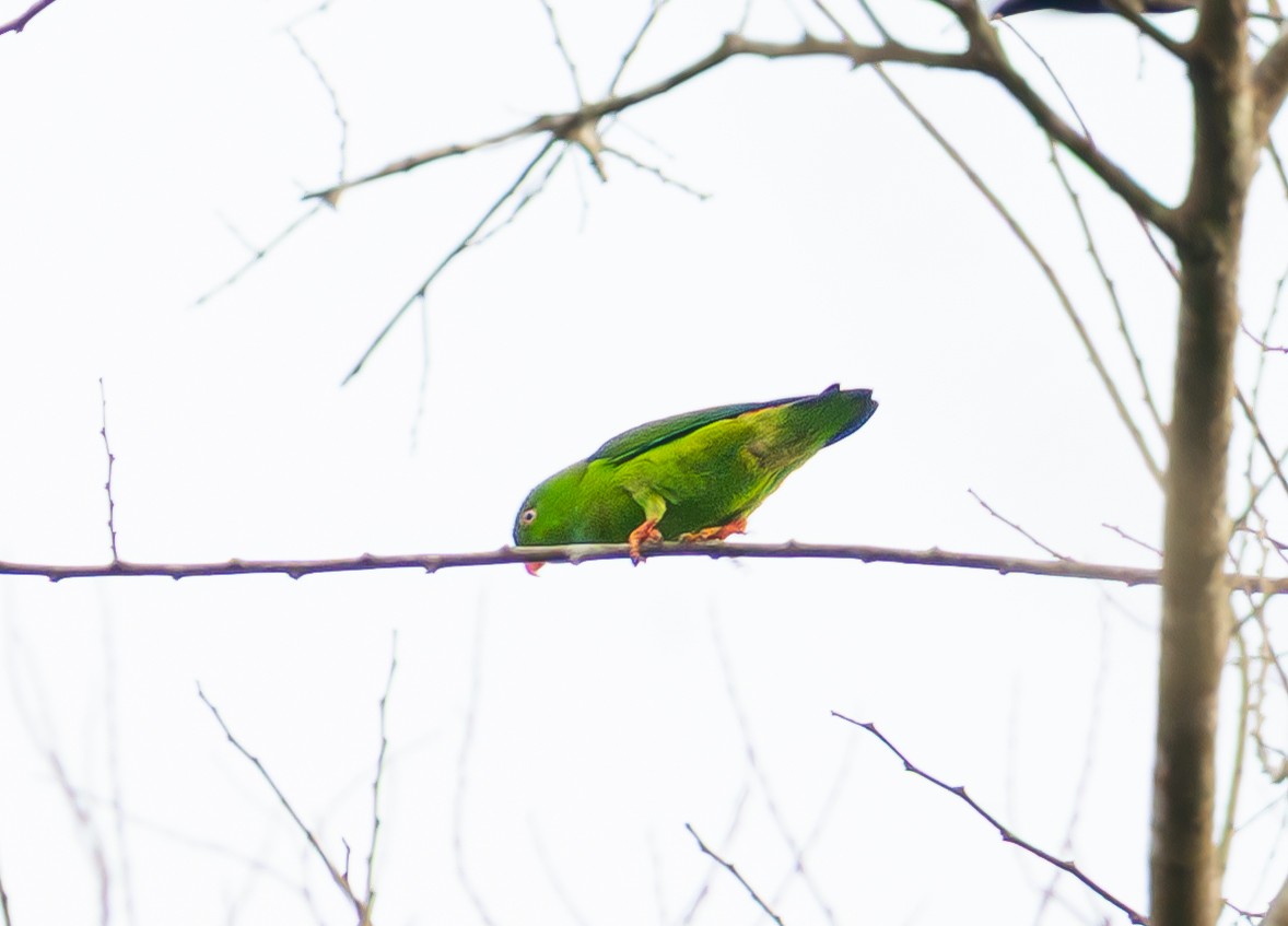 Vernal Hanging-Parrot - ML646335605