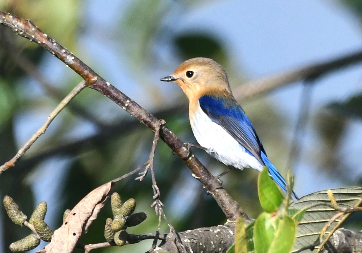 Sapphire Flycatcher - ML646335606