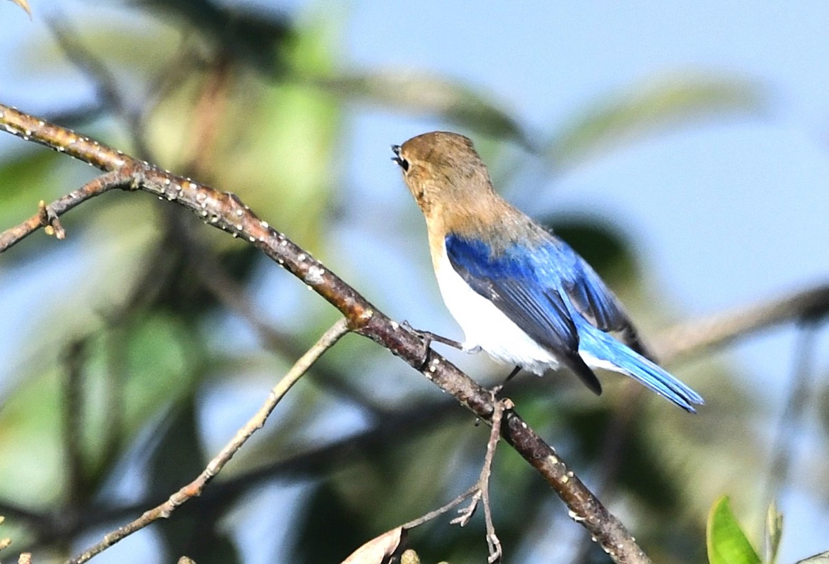 Sapphire Flycatcher - ML646335607