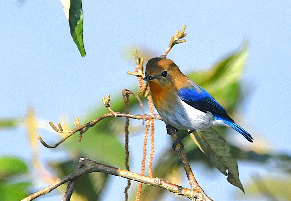 Sapphire Flycatcher - ML646335608